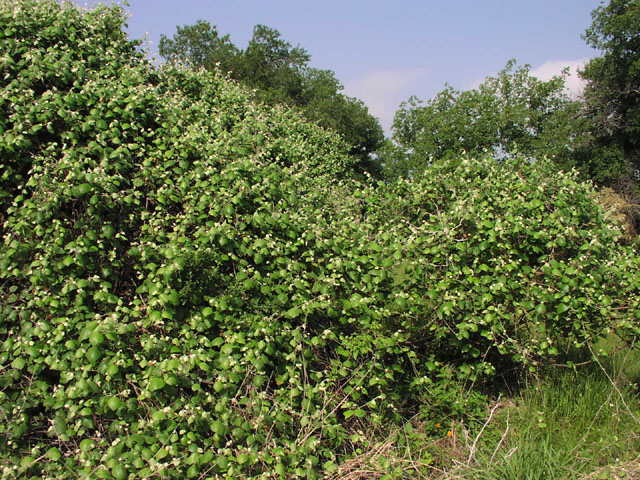 Mustang grapes clearance